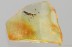  SEMIAQUATIC Rare ROVE BEETLE Steninae Stenus Fossil BALTIC AMBER 3389