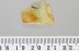  SEMIAQUATIC Rare ROVE BEETLE Steninae Stenus Fossil BALTIC AMBER 3389