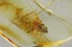 Large DARKLING BEETLE Tenebrionidae STENOMAX Fossil BALTIC AMBER 3386