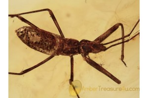 REDUVIIDAE Great ASSASSIN BUG in BALTIC AMBER 1266