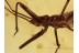 REDUVIIDAE Great ASSASSIN BUG in BALTIC AMBER 1266