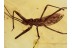 REDUVIIDAE Great ASSASSIN BUG in BALTIC AMBER 1266