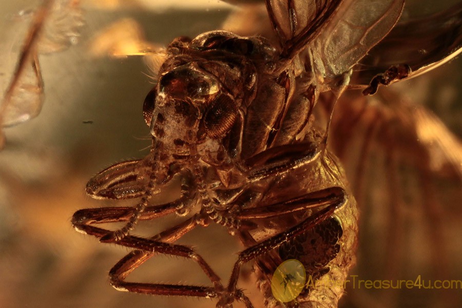 NEUROPTERA Coniopterygidae DUSTYWING  in BALTIC AMBER 1268