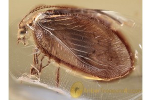 HEMEROBIIDAE Brown LACEWING in Genuine BALTIC AMBER 1272