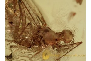 Ephemeroptera MAYFLY Insect in BALTIC AMBER 1273