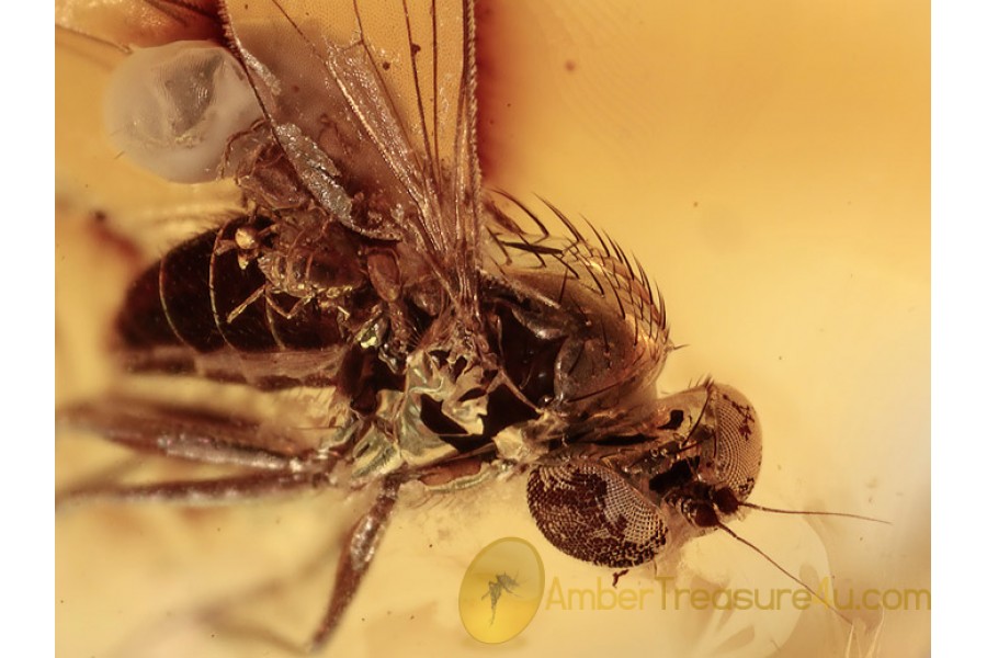 PHORETIC MITES on DOLICHOPODID in Genuine BALTIC AMBER 1274