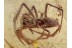THERIDIID Episinus Great Looking SPIDER in BALTIC AMBER 1281