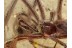 THERIDIID Episinus Great Looking SPIDER in BALTIC AMBER 1281