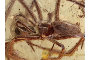 THERIDIID Episinus Great Looking SPIDER in BALTIC AMBER 1281