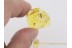 THERIDIID Episinus Great Looking SPIDER in BALTIC AMBER 1281
