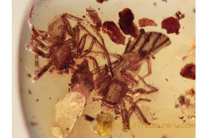 2 Spider Trochanteriidae Sosybius in BALTIC AMBER 1282