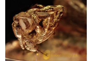 ARANEAE Spider in Gas Inclusion BALTIC AMBER 1278