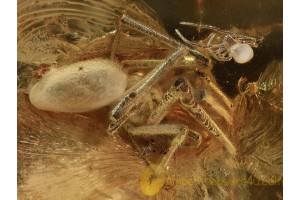 THERIDIID Large SPIDER w KID  in BALTIC AMBER 1279