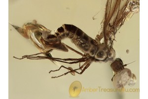  Empididae Heleodromia Rare Fly in BALTIC AMBER 1275