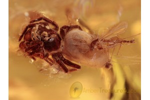 SALTICIDAE Great JUMPING SPIDER + in BALTIC AMBER 1283