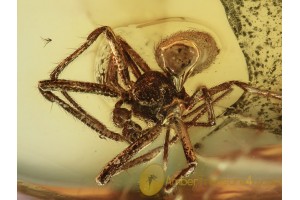 THERIDIIDAE Clya SPIDER Inclusion BALTIC AMBER 1284
