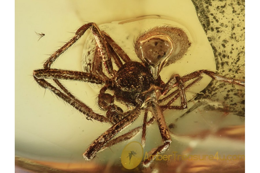 THERIDIIDAE Clya SPIDER Inclusion BALTIC AMBER 1284 THERIDIIDAE Clya SPIDER Inclusion BALTIC AMBER 1284