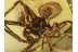 THERIDIIDAE Clya SPIDER Inclusion BALTIC AMBER 1284