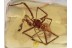 THERIDIIDAE Episinus SPIDER Inclusion in BALTIC AMBER 1285