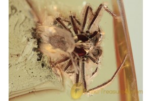 SYNOTAXIDAE Acrometa SPIDER Inclusion in BALTIC AMBER 1286