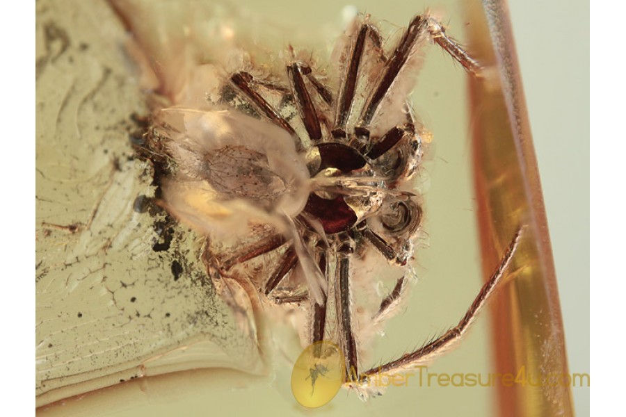 SYNOTAXIDAE Acrometa SPIDER Inclusion in BALTIC AMBER 1286