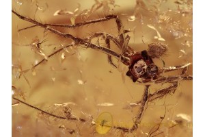 SYNOTAXIDAE Acrometa Nicely SPIDER in BALTIC AMBER 1287