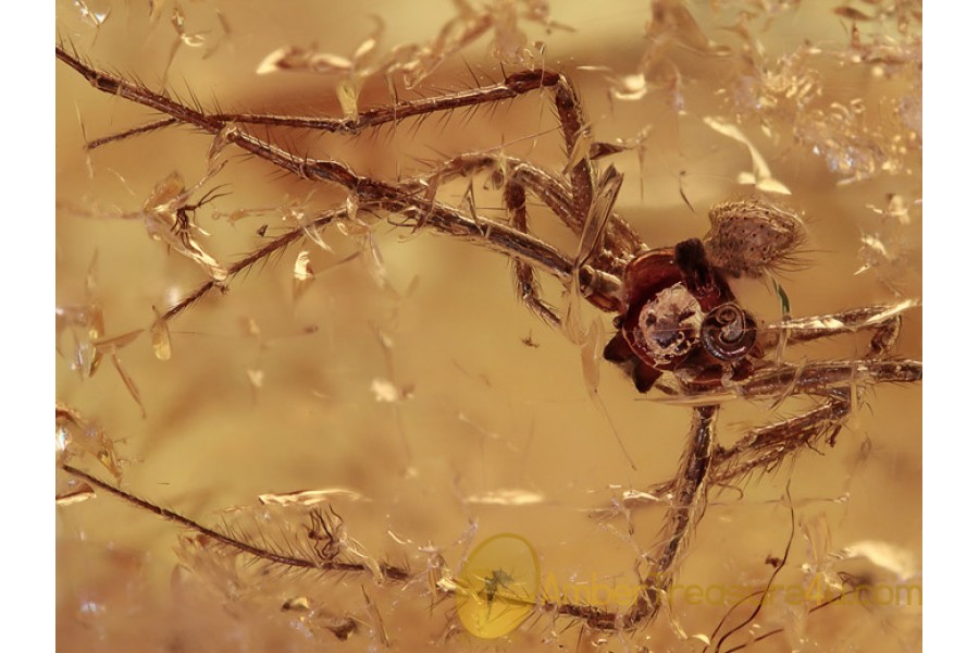 SYNOTAXIDAE Acrometa Nicely SPIDER in BALTIC AMBER 1287 SYNOTAXIDAE Acrometa Nicely SPIDER in BALTIC AMBER 1287