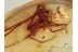 MIMETIDAE Pirate SPIDER Inclusion in BALTIC AMBER 1288