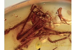 MIMETIDAE Pirate SPIDER Inclusion in BALTIC AMBER 1288