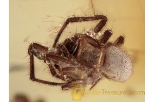 THERIDIIDAE Lasaeola SPIDER Inclusion BALTIC AMBER 1289