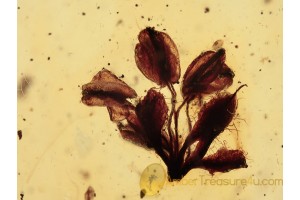 OAK FLOWER in Genuine BALTIC AMBER 1263