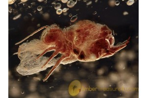 Superb Preserved SPRINGTAIL in BALTIC AMBER 1261