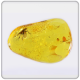 Inclusions in Baltic amber