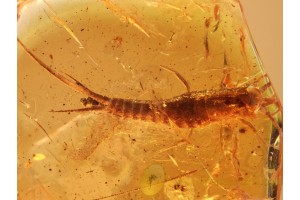 100% FRASSING Bristletail in BALTIC AMBER 852