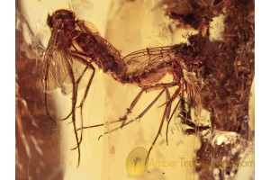 100% MATING Huge FUNGUS GNATS  in BALTIC AMBER 1216