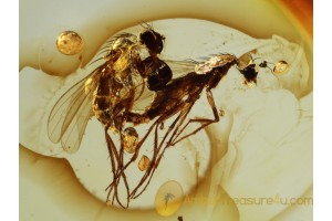 100% MATING Long-Legged FLIES in BALTIC AMBER 607