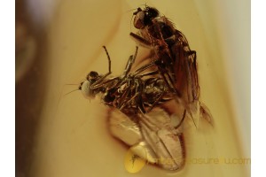 100% MATING Long-Legged Flies in BALTIC AMBER 1238