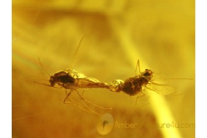 100% MATING MIDGES & More Genuine BALTIC AMBER 110