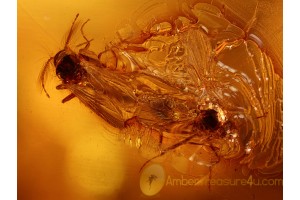 100% MATING MIDGES in Genuine Large BALTIC AMBER 735