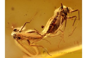 100% MATING MIDGES in Genuine BALTIC AMBER 974