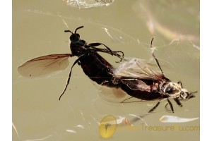 100% MATING SCATOPSID FLIES  in BALTIC AMBER 1210