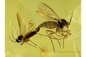 100% MATING Superb SCIARID GNATS in BALTIC AMBER 517