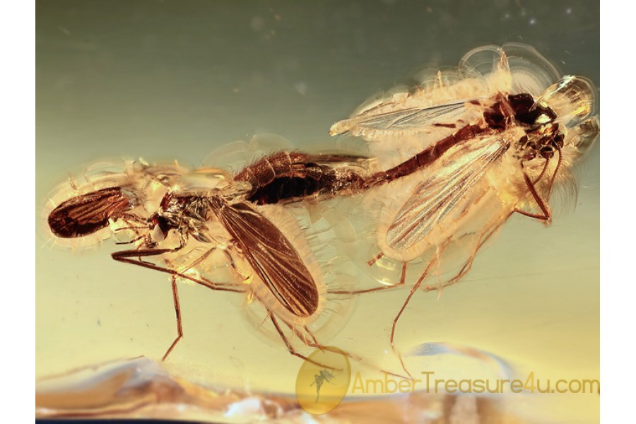 100% MATING TRUE MIDGES in BALTIC AMBER 1034