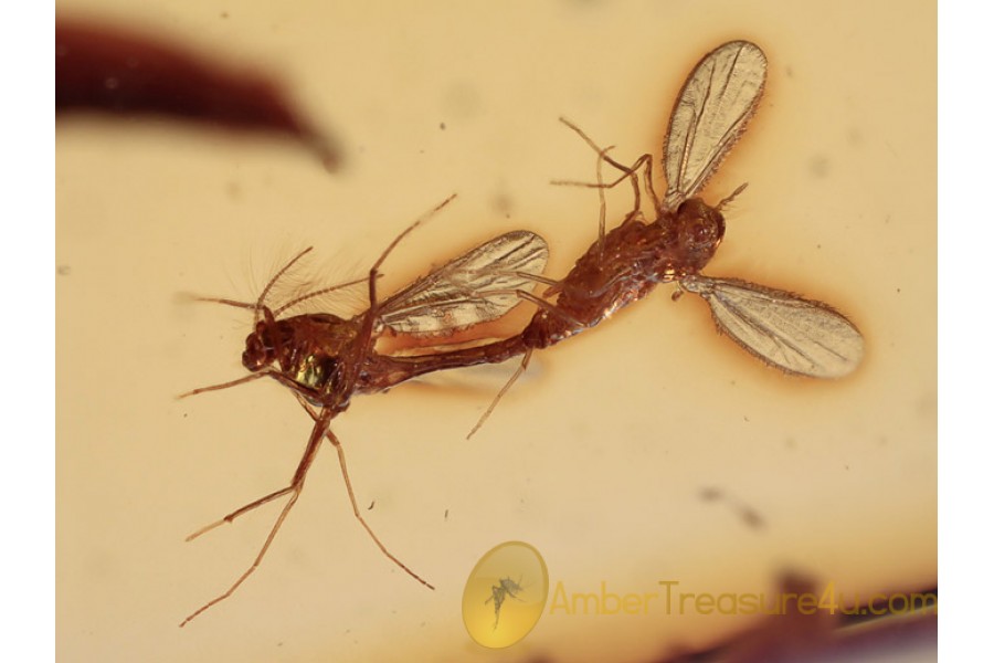 100% MATING TRUE MIDGES + in BALTIC AMBER 1075