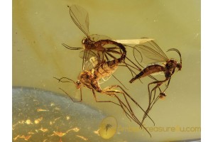 100% Mating FUNGUS GNATS MYCETOPHILIDAE in BALTIC AMBER 651