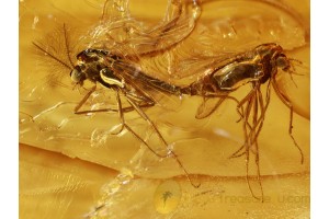 100% Mating TRUE MIDGES in BALTIC AMBER 742