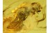 CURCULIONIDAE COSSININAE Inclusion in BALTIC AMBER 545