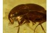 STAPHYLINIDAE TACHYPORINAE  ROVE BEETLE in BALTIC AMBER 504