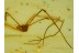 PHALANGIDA HARVESTMEN OPILIONE in BALTIC AMBER  539