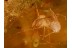 ARCHAEIDAE ASSASSIN SPIDER in BALTIC AMBER 540